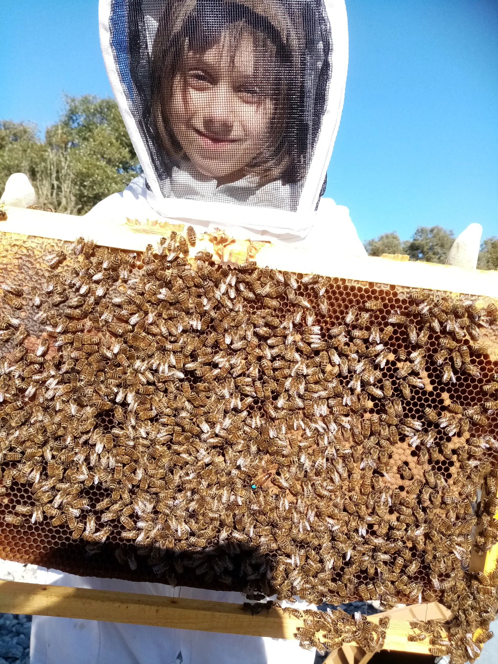 Baptême d'apiculture aux Ruchers de l'Ibie
