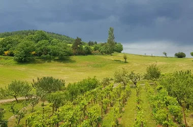 Ciel d'orage sur les vignes