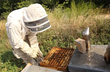 Baptême d’apiculture