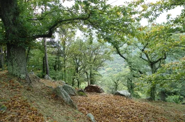 La Forêt du Puy - Châtaigneraie