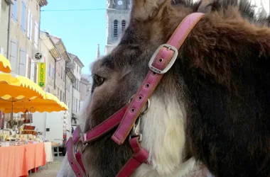 À la Bosse des ânes –  Hikes with pack donkeys