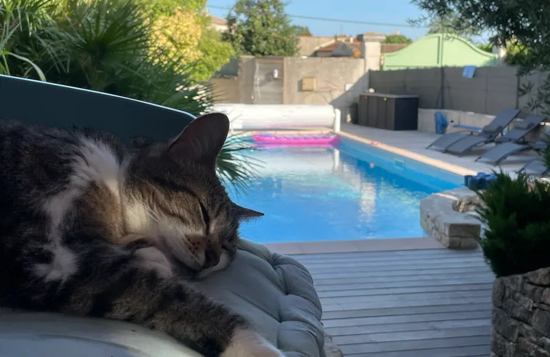 L’espace piscine où travaille le chat de la maison !