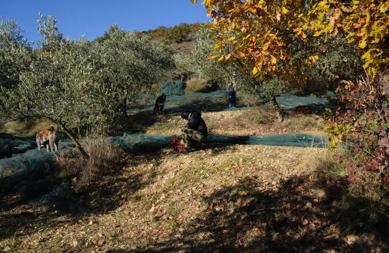 oliveraie automne