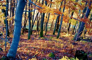 la forêt en automne