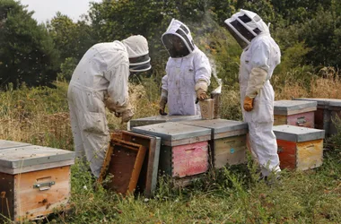 Baptême d’apiculture