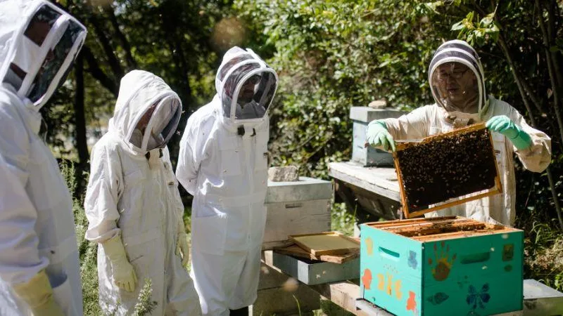 Baptême d'apiculture