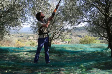 recolte des olives