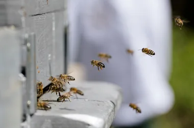 Baptême d’apiculture, une visite au cœur du rucher