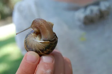 L’escargot : j’en bave d’envie ! (visite et dégustation)