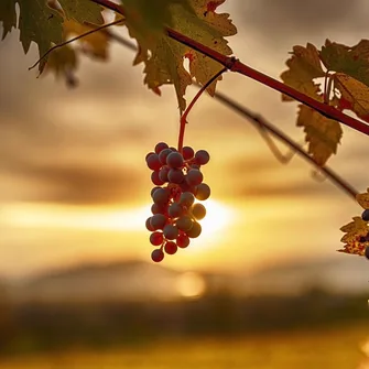 Apéro sunset dans les vignes (Domaine Bertrand)