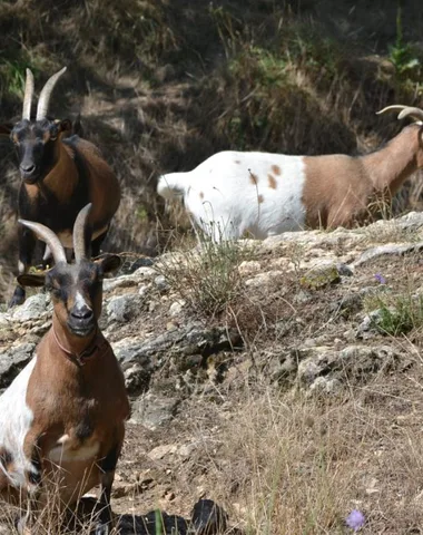 Visite et vente à la ferme – L’Echoppe du Bosc