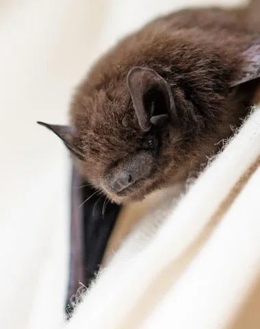 Discovering Bats” workshop