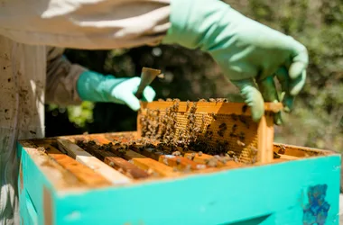 Baptême d’apiculture, une visite au cœur du rucher