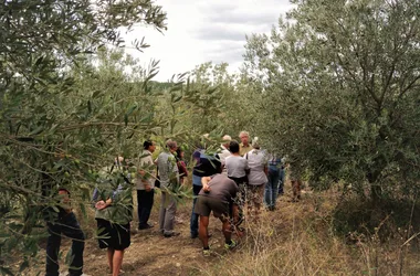 visite de l'oliveraie