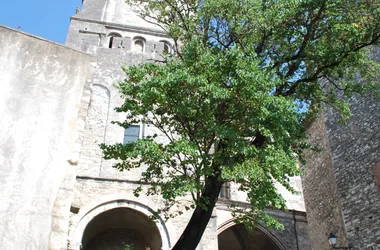 cathedrale-saint-vincent-viviers