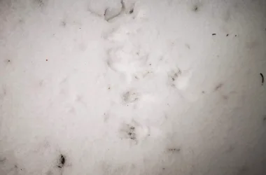 Empreintes d'écureuil dans la neige ©o.mathis