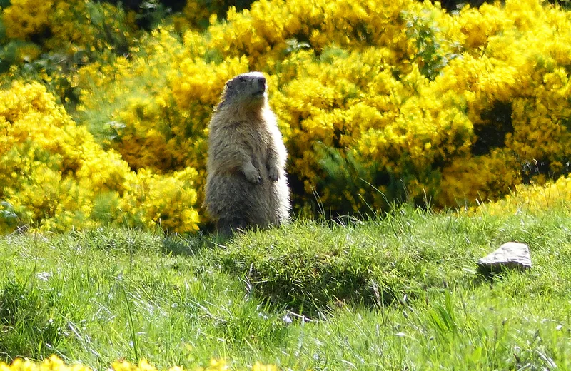Marmotte du Mézenc