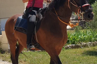 Horse ridings and riding center at the equestrian farm Le Relais de Vazeille