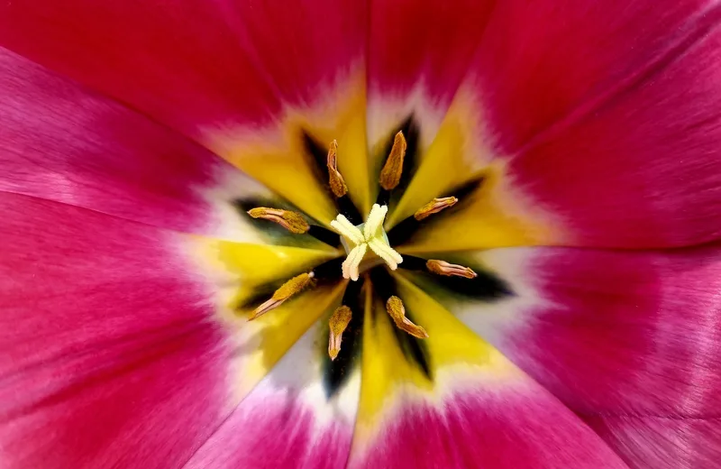 Tulipe en fleur ©pixabay