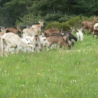 Stage à la ferme: Traite des chèvres et fabrication de fromage à la méthode d’autrefois