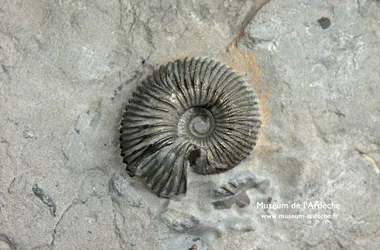 Ammonite de la Voulte