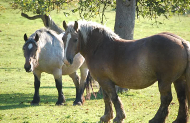 Boucle à cheval du Bois de Pure