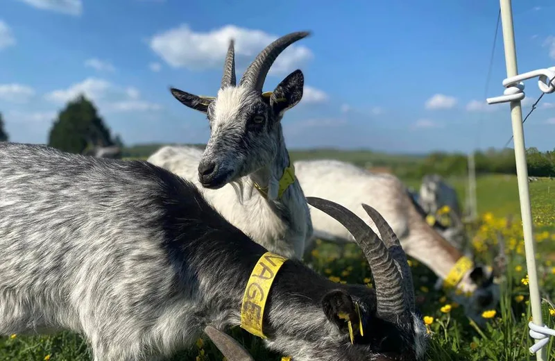 La ferme des Domoiselles