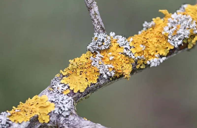 Parcours lichens et pollens à Poix-Terron