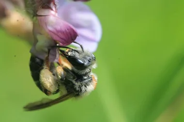 Sortie nature : à la découverte des insectes pollinisateurs Le 8 juin 2024