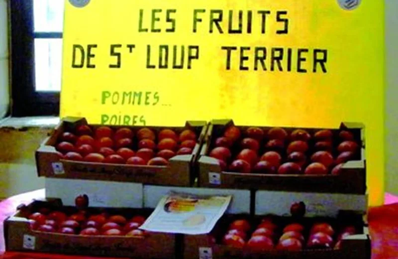 vruchten van St Loup Terriër