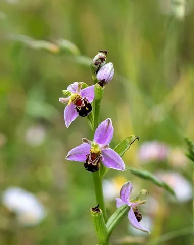 Bee-orchid