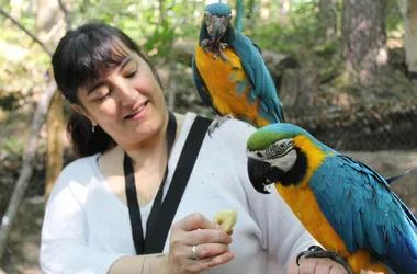 Animal worker for a day: a participant feeds the parrots