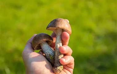 Conférence : les champignons