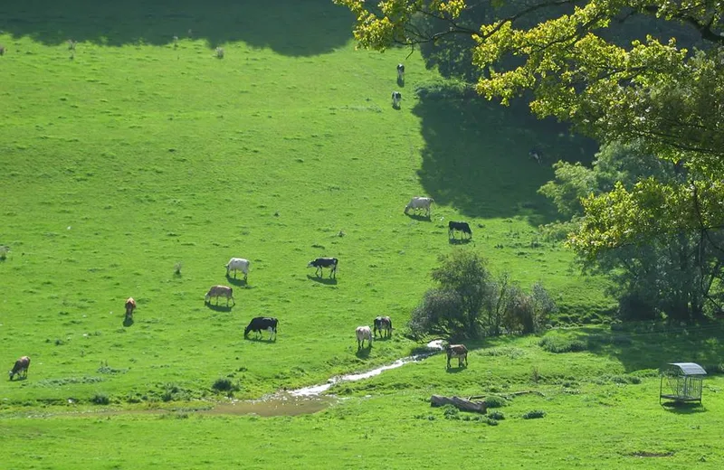 Vente de viande – André Classine