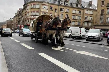 Walk: The gourmet carriage at the pace of the Ardennes horse