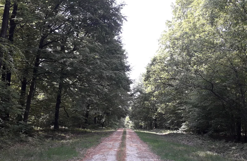 Route forestière credit OG (3)