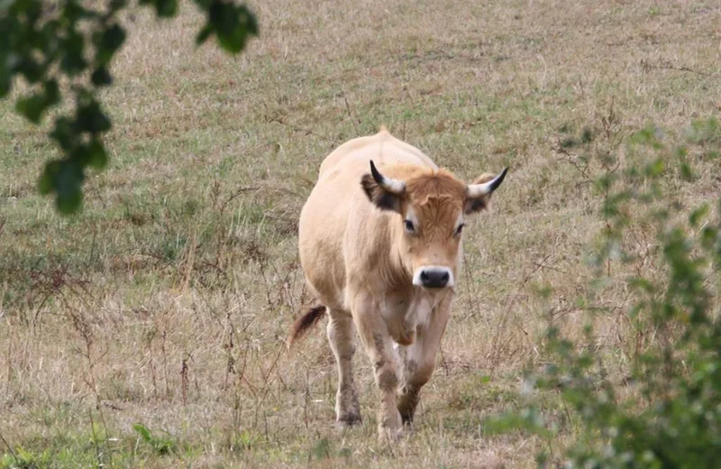 Ferme de la Terre au Chêne