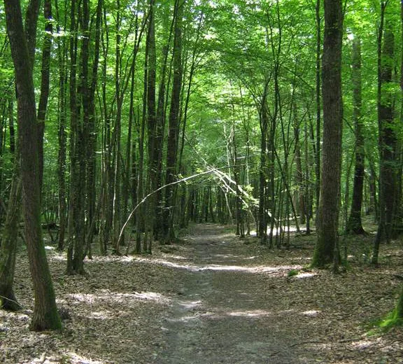 Forêt domaniale de la Croix-aux-Bois