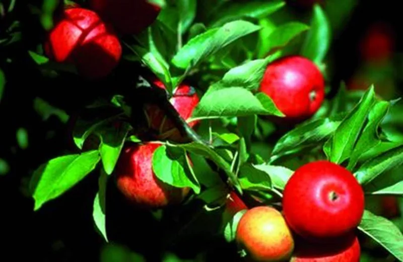 Les Vergers de Jean-Michel – Fruits de saisons, jus, confitures et sirops