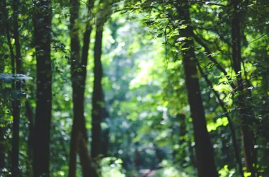 Parcours d’orientation – Biodiversité Enfant Facile