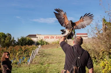 Visite et dégustation dans les vignes avec des rapaces – Domaine du Moulin