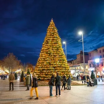 Le Sapin Géant du Vigan