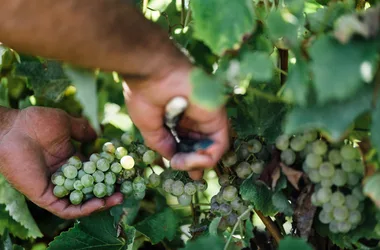 Gayrel-wijnstokken oogsten
