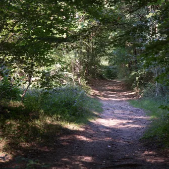 Circuit VTT n°2 dans la forêt de Sérénac