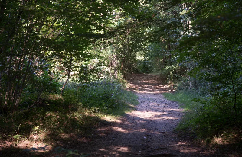 Forêt de Sérénac