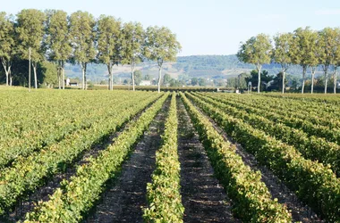 Château Lastours