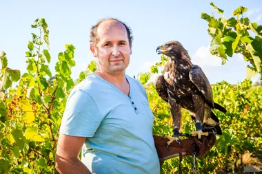 Visite et dégustation dans les vignes avec des rapaces – Domaine du Moulin