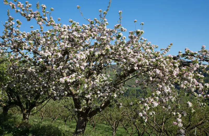 Appelbomen in bloei