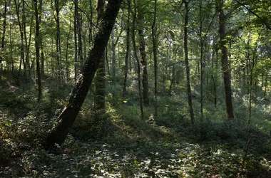 セレナックの森