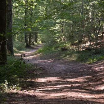 Circuit VTT dans la forêt de Sérénac